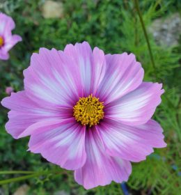 Home Aufblühen im Glauben an Jesus Cosmae Blüte rosa weiß Schmuckkörbchen Blume