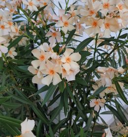 Home Aufblühen Oleander im Sommer blühender