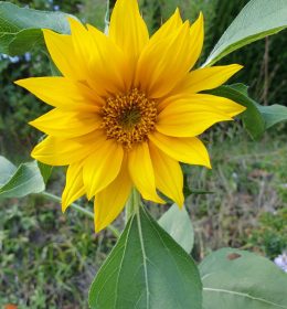 Home Aufblühen im Glauben Sonnenblume im Garten