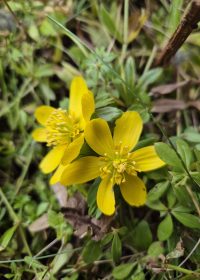 Home Aufblühen im Glauben im Winter Winterlinge gelbe Blumen im Garten